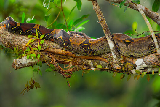 Boa constrictor resting on a rainforest tree branch
