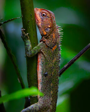 Amazon broad-headed wood lizard on tropical tree trunk