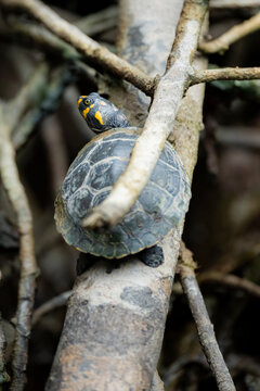 Yellow-spotted turtle perch on tree branch in rainforest