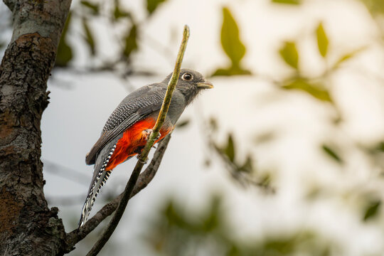 Gray-lined hawk perched on branch in tropical forest