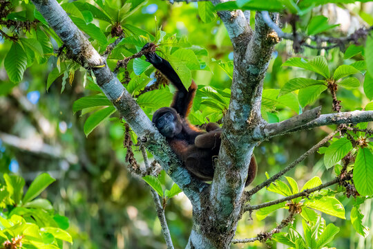Common woolly monkey resting in rainforest tree