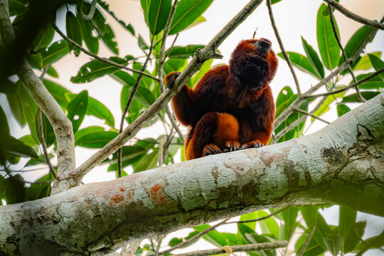 Colombian red howler monkey perched in rainforest tree