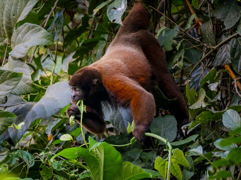 Common woolly monkey feed in Amazon rainforest
