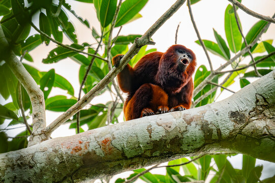 Colombian red howler monkey perched in Amazon rainforest