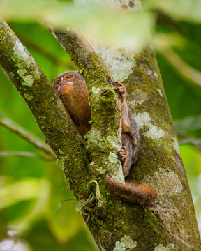 Pygmy marmoset clinging to a mossy rainforest tree