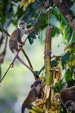 Squirrel monkey climb banana plant in Amazon rainforest
