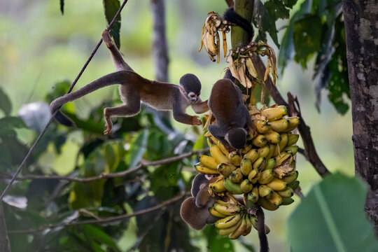 Squirrel monkey feed on banana in Amazon rainforest