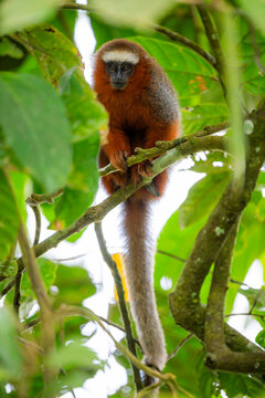 White-tailed titi monkey perched in Amazon rainforest