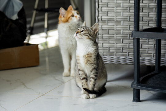 Cat rest beside black shelf on marble floor indoors