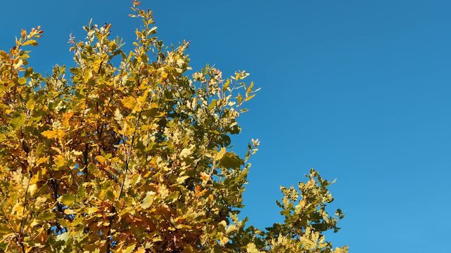 Branches filled with vibrant yellow and orange leaves stand out sharply against a cloudless bright blue sky, showcasing the beauty and colors of fall.