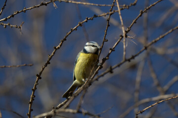 Eurasian blue tit perched upright among thin leafless branches © Filip