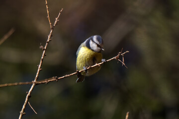 Eurasian blue tit perched on a thin twig among bare branches © Filip