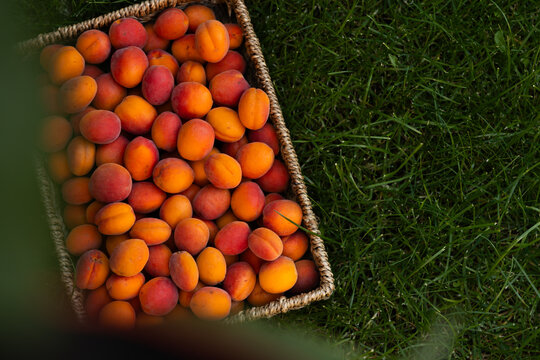 Fresh apricot harvest in a woven basket on grass