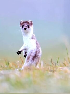 The stoat is a small yet remarkably agile predator. 