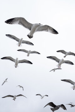 Flock of seagulls flying overhead