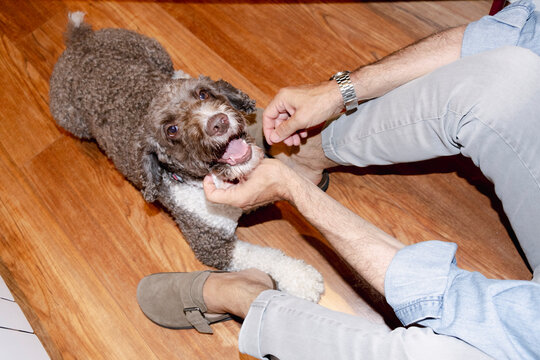 pov Happy dog receiving affection from anonymous senior owner at home