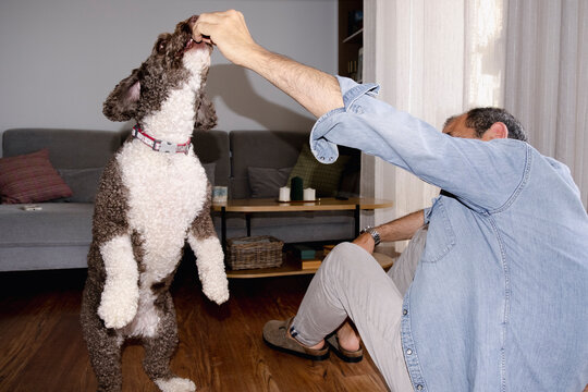 Older man training dog to balance upright for a reward direct flash