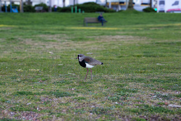 Full length profile portrait of a Southern Lapwing or Tero bird in its natural environment. © Rita