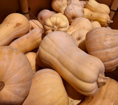 Pile of pale winter squash in wooden crate for autumn harvest, tan colored winter squash closeup, winter squash for Halloween and Thanksgiving
