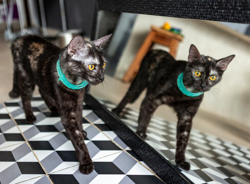 Black cat with turquoise collar beside mirror indoors