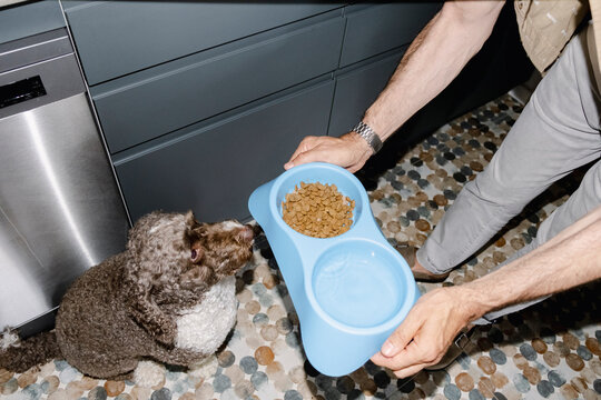 pov Curly dog waiting for food as owner holds bowl in home kitchen