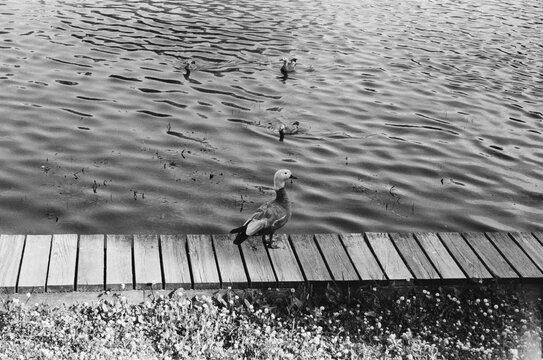Ducks swimming near wooden dock by water on sunny day at local park