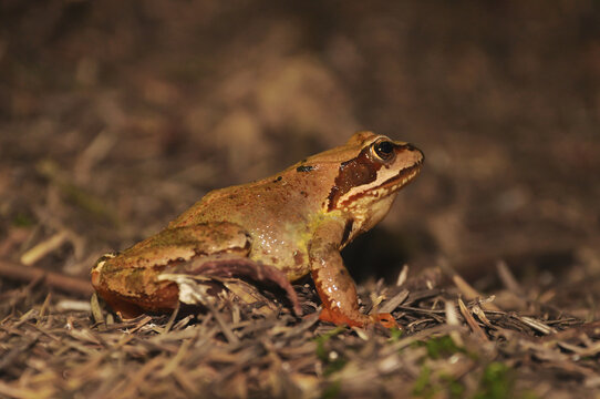 Common frog (Rana temporaria) resting on leaf litter and soil