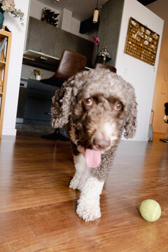 POV Curious dog walking toward camera beside a tennis ball