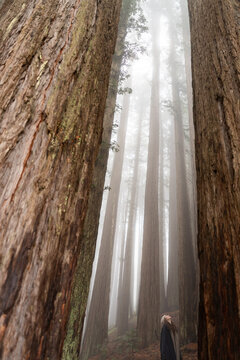 Hiker surrounded by giant redwoods in foggy California forest