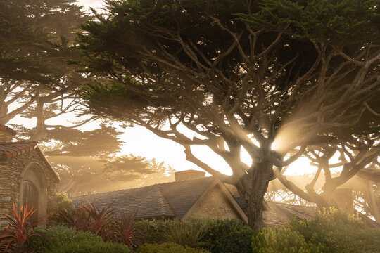 Coastal cypress trees in morning light in Carmel