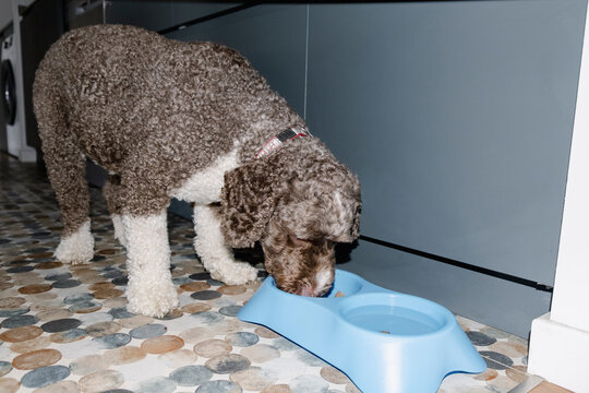 Spanish Water Dog eating kibble beside water bowl on kitchen floor