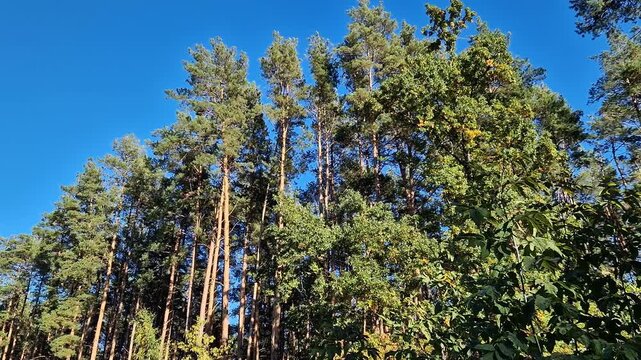 Picturesque view of a pine forest and deciduous forest on a bright sunny day. Forest treetops, ecology, travel and environment. Natural background of tall forest trees shot from the bottom up