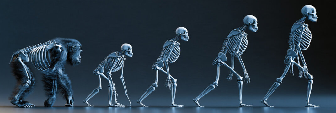 Menschliche Evolution als Skelett-Reihe vom Affen zum Menschen auf dunklem Grund
