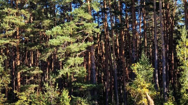 Tall pines and deciduous trees against a bright blue sky on a sunny day. Picturesque landscape of a mixed forest with slender pines and green treetops in autumn. Picturesque view of a pine forest