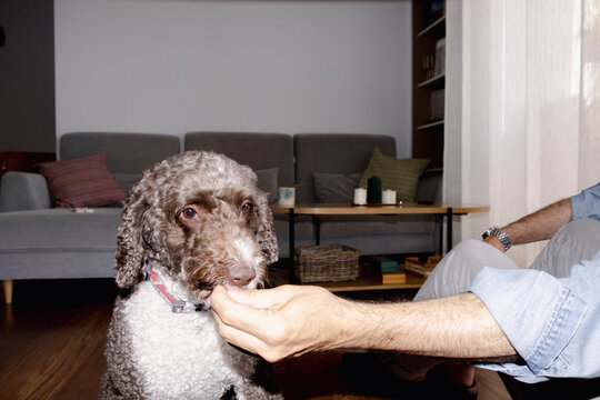 Dog taking a treat from owner during training at home