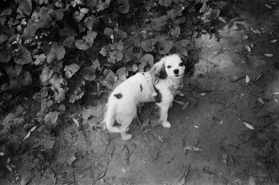 Dog walking near bushes in a park during daytime