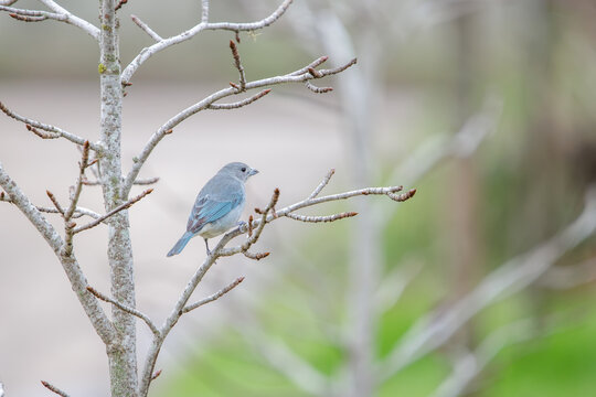 Sayaca Tanager (Thraupis sayaca) perched on a branch with a blurred background.