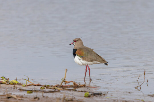Southern Lapwing (Vanellus chilensis) by the riverbank.