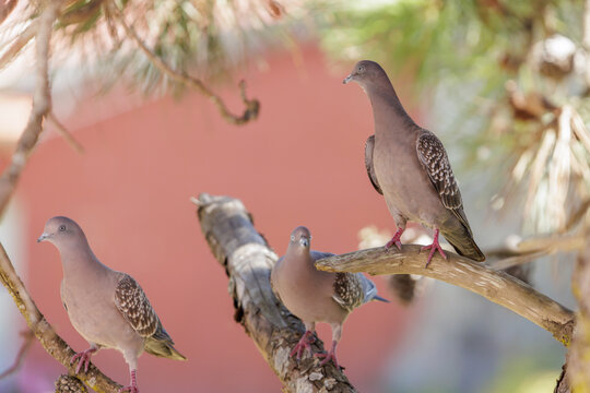 Spot-winged Pigeon (Patagioenas maculosa) perched on a branch.