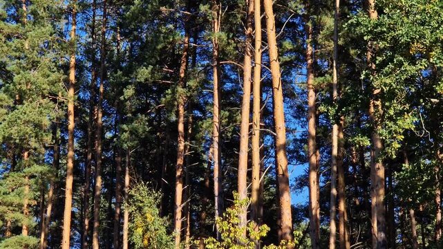 Tall pines and deciduous trees against a bright blue sky on a sunny day. Picturesque landscape of a mixed forest with slender pines and green treetops in autumn. Picturesque view of a pine forest