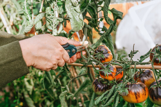 Prune homegrown heirloom tomato plant in greenhouse