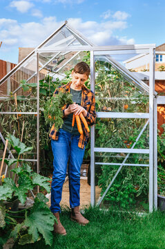 Child harvest carrot in backyard greenhouse garden