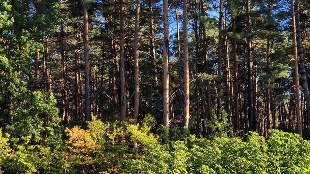 Tall pines and deciduous trees against a bright blue sky on a sunny day. Picturesque landscape of a mixed forest with slender pines and green treetops in autumn. Picturesque view of a pine forest