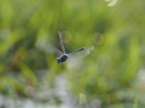 action macro photograph capturing a blue dragonfly hovering at a three-quarter angle in mid-air. Features clear focus on the compound eyes and thorax with blurred wing movement