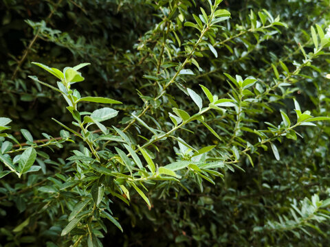 Ligustrum Privet Shrub Branches Green Foliage Leaves Dense Garden Hedge Close Up Background
