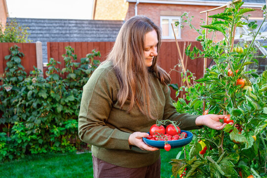 Woman harvest organic tomato in backyard vegetable garden