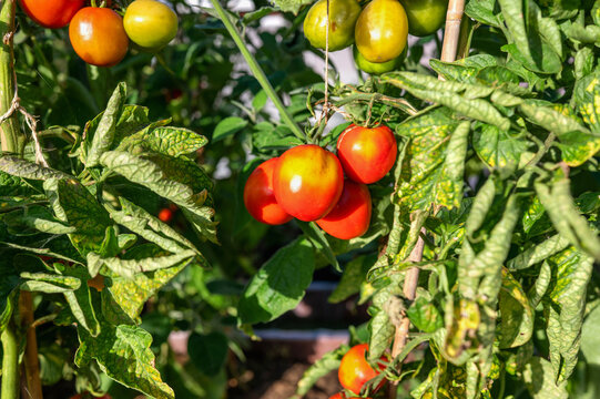 Organic tomato plant with ripe fruit in garden sunlight
