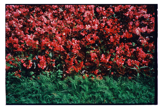 Vivid red flowers bloom beside green grass in a garden