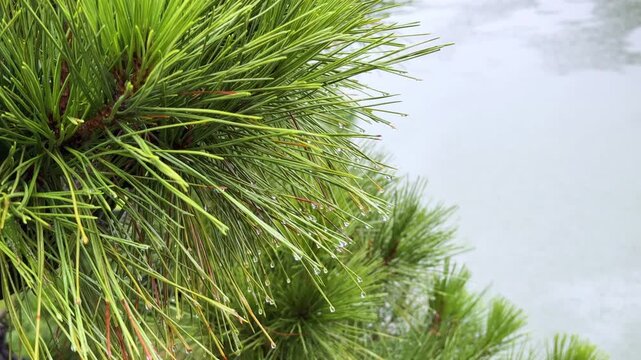 Rain-Drenched Pine Branch with Water Droplets in a Japanese Garden