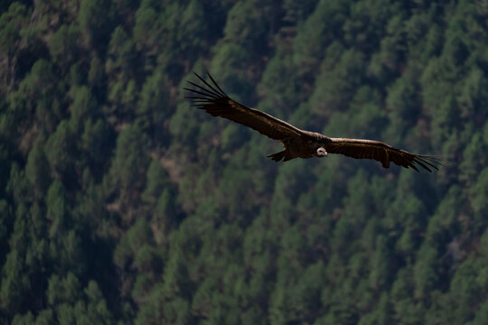 Griffon Vulture in Frontal Flight Over Forest